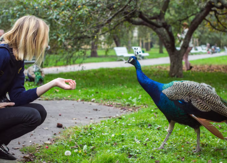 How do I update my payment information on Peacock